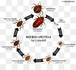  Kupu  Kupu  Kupu  Kupu  Monarch Biologis Siklus  Hidup  gambar  png