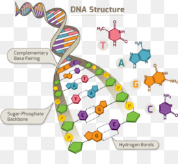 Asam Nukleat Nukleotida Dna Gambar Png