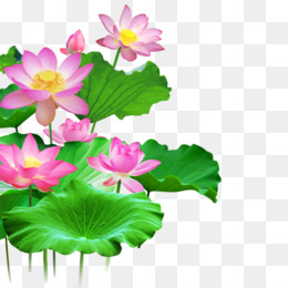 Wallpaper Bunga Unduh Gratis Sacred Lotus Portable Network