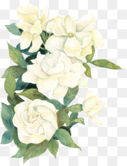 Gambar Bunga Melati Putih Kartun Kumpulan Gambar Menarik