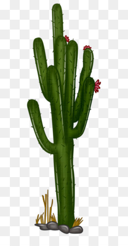 Kaktus  Kartun  Gambar  gambar  png
