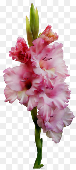  Gambar  Batang Bunga  Gladiol  Koleksi Gambar  Bunga 