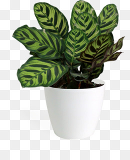 Chinese Evergreen unduh gratis Howea forsteriana Ravenea 