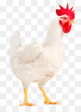ayam: Gambar Ayam Potong Png