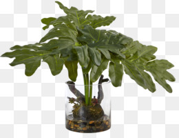 Chinese Evergreen unduh gratis Howea forsteriana Ravenea 