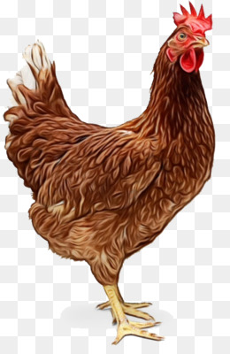  Ayam  Pedaging unduh gratis Ayam  sebagai makanan ayam  