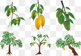 Mangifera indica Pohon Mangga Tanaman Subtropis  pohon 
