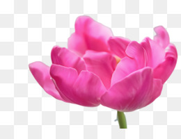 Tulip, Pink, Bunga gambar png